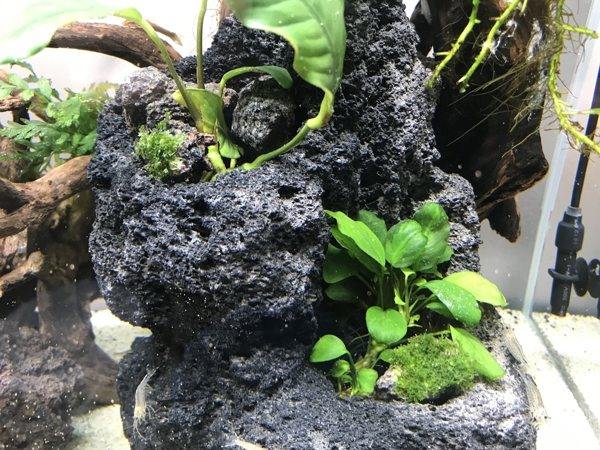 ブセファランドラ クダガン大量とプレモス ブセファランドラ クダガン