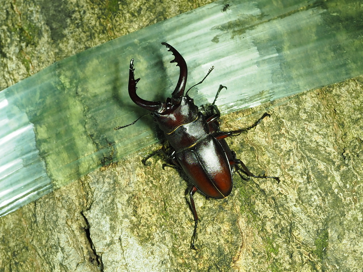 ☆昆虫採集☆虫取り網☆最長6m18cm クワガタムシ・カブトムシの