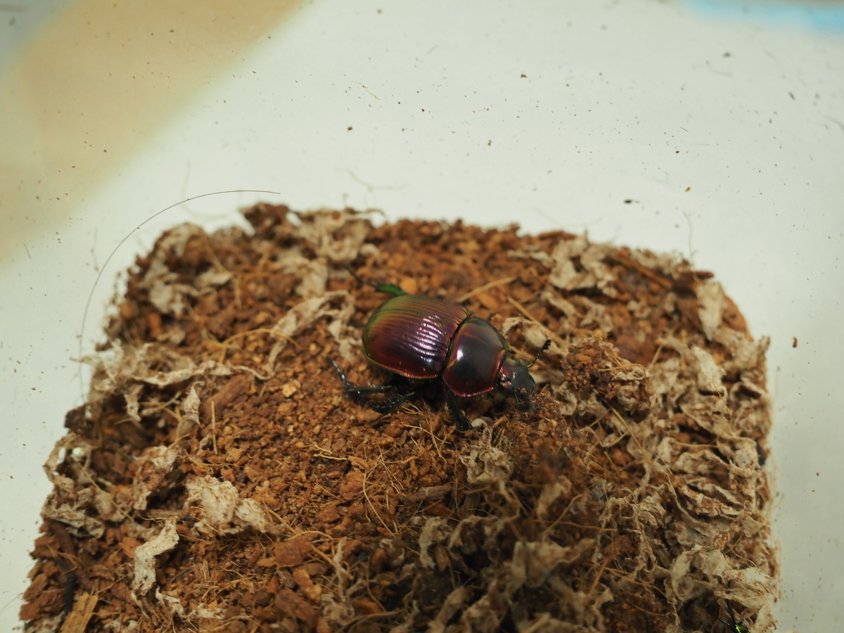 ピンク色オオセンチコガネの色彩変異を検証。青系や緑の強いものを探せ