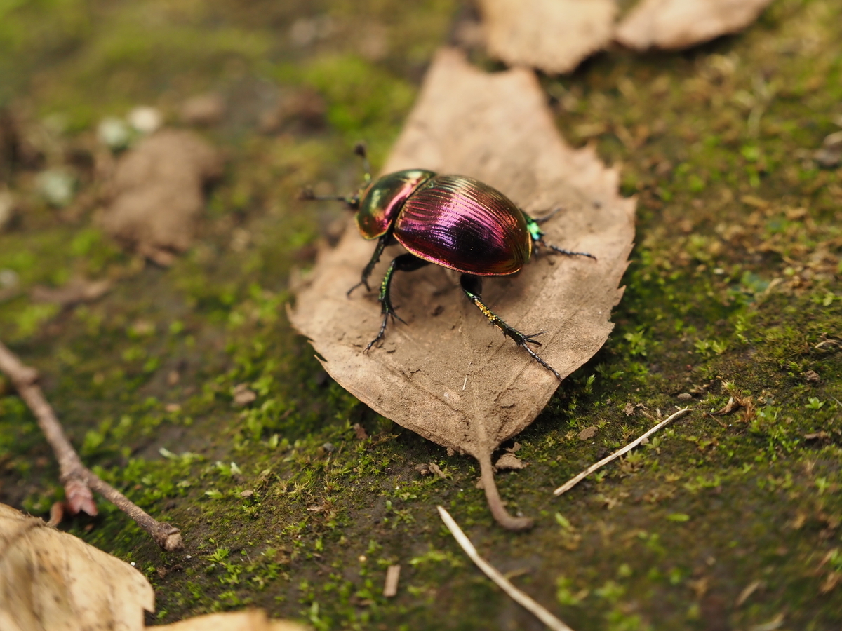 ピンク色オオセンチコガネの色彩変異を検証。青系や緑の強いものを探せ