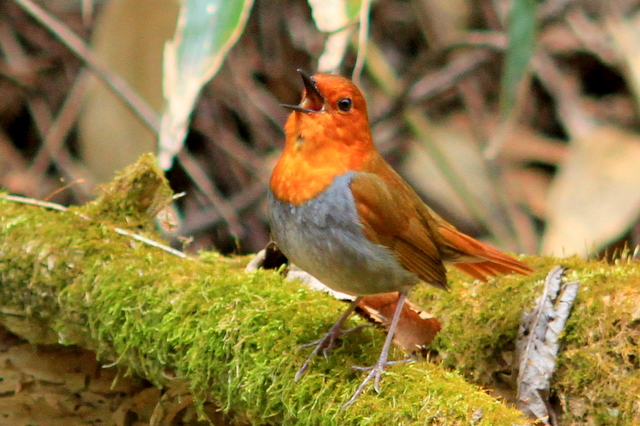 コマドリ-さえずり渓谷に谺する - なかなかなかね野鳥と自然の写真館