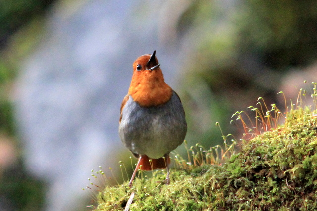 コマドリ-さえずり渓谷に谺する - なかなかなかね野鳥と自然の写真館