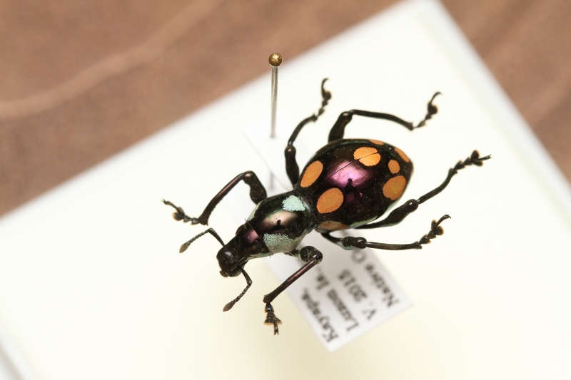 博ふぇす商品：カタゾウムシ(2) - うみねこ博物堂