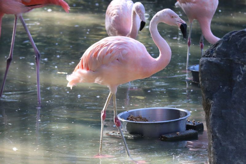 動物園鳥図鑑-チリーフラミンゴ(Phoenicopterus chilensis) - 動物園
