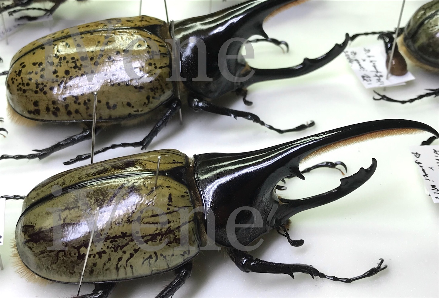 フュージョン】最大個体 ヘラシロHB ペア 標本用死虫 ヘラクレス