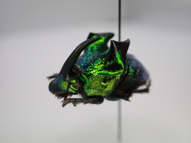 エンシフェルオオニジダイコク 昆虫標本 エンシフェルオオニジダイコク