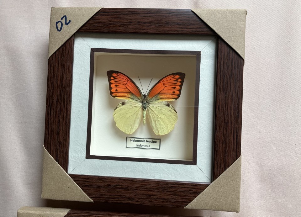 買った蝶の標本 - ノリオのインドネシア赴任日記
