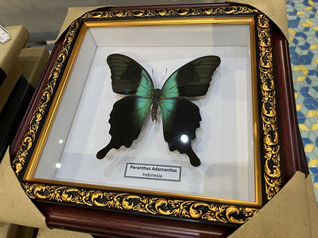 蝶標本】ポリクトール（1オス・インド北部産） 楽天市場】送料無料