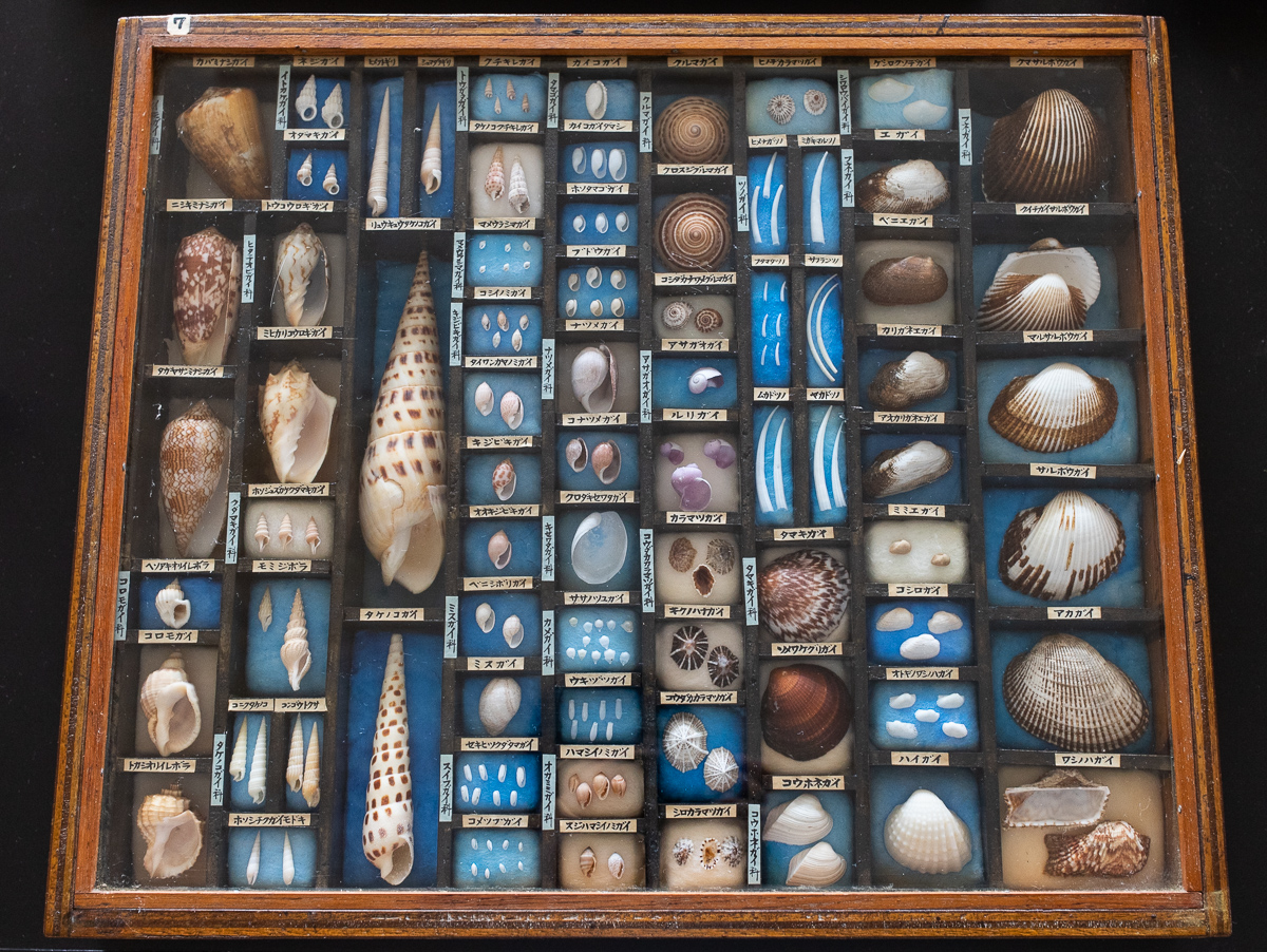 貝殻の中から聞こえてくる美しく力強く不思議な自然 古川美年生さん