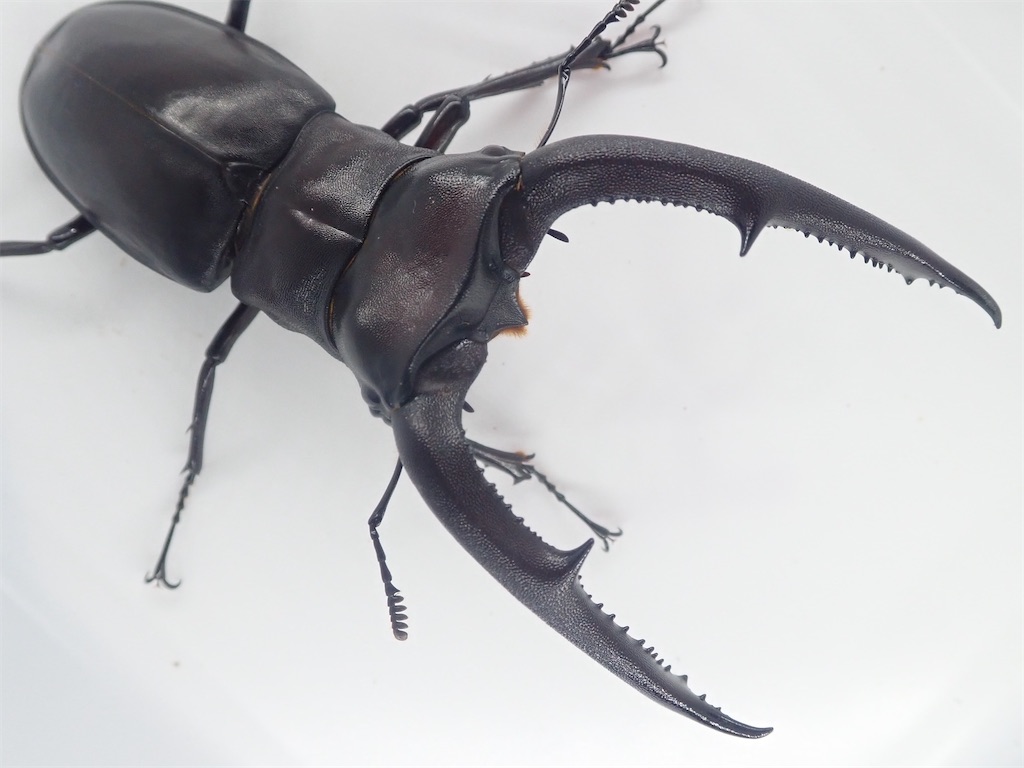 マンディブラリスフタマタクワガタ（スマトラ島 ジャンビ産）WF1 飼育