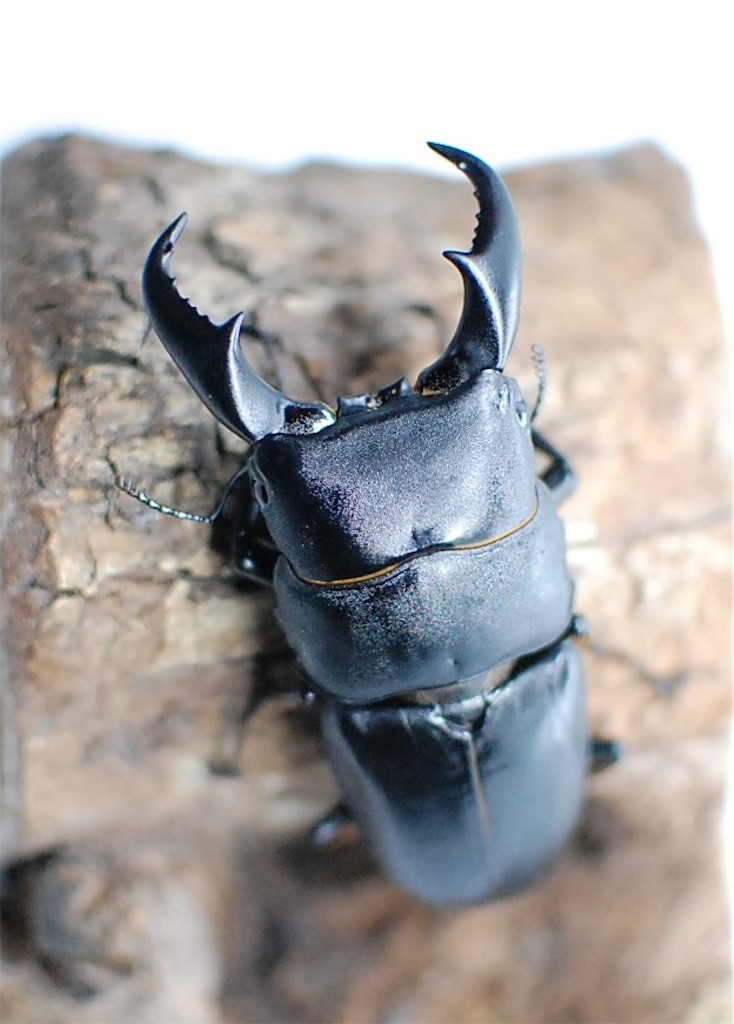 超特大 野外採集品 サキシマヒラタ 77.0㎜ 標本・展足済】 特大