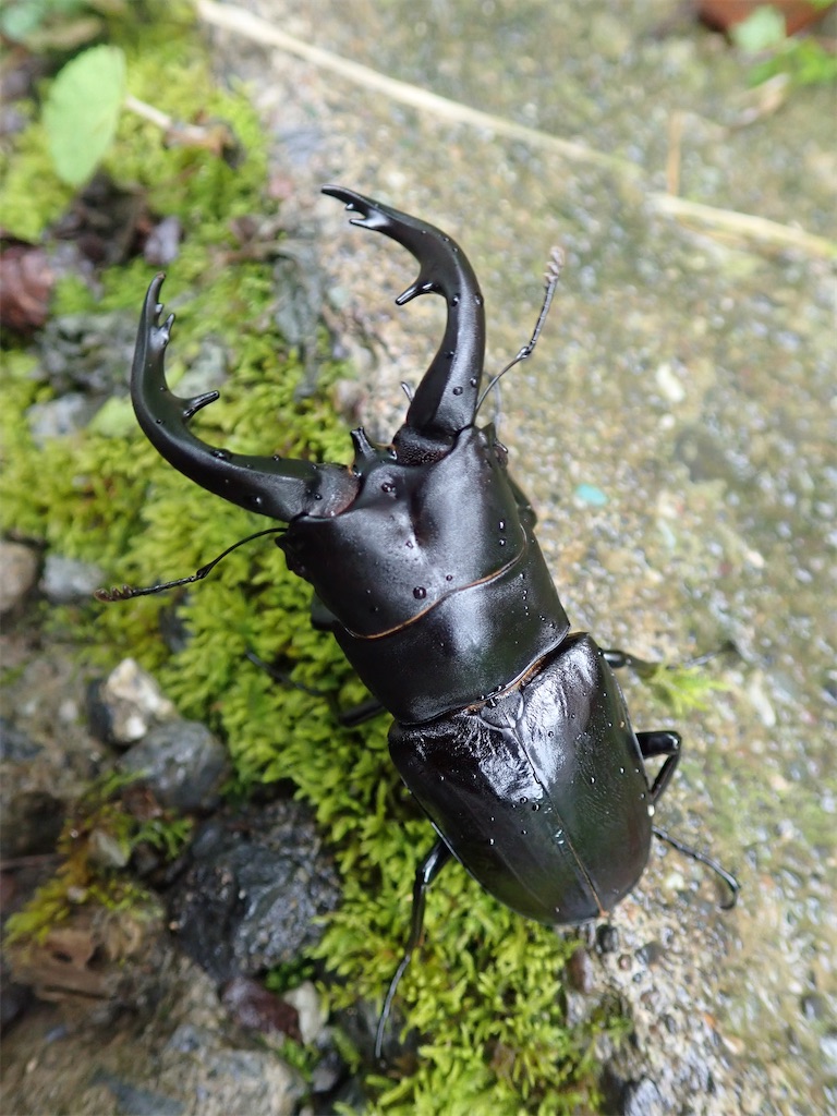 超特大 野外採集品 アマミノコギリ 78.2㎜ 超特大 野外採集品 アマミ