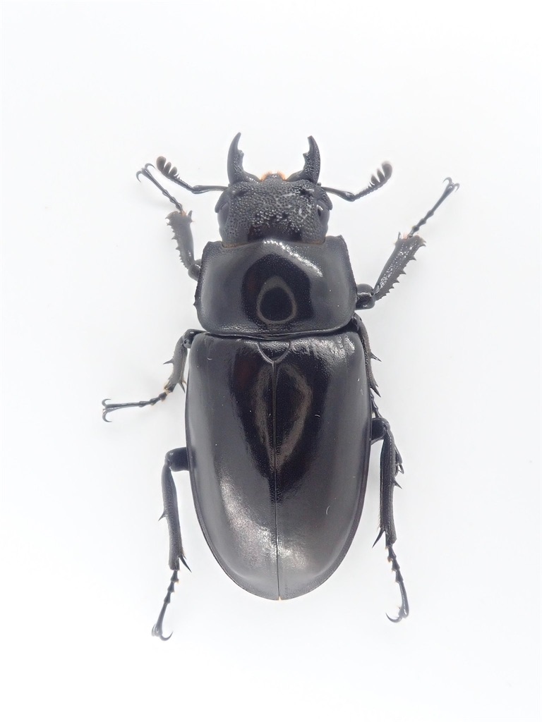 ギラファノコギリクワガタ（ティモール島産）F6 飼育記録まとめ