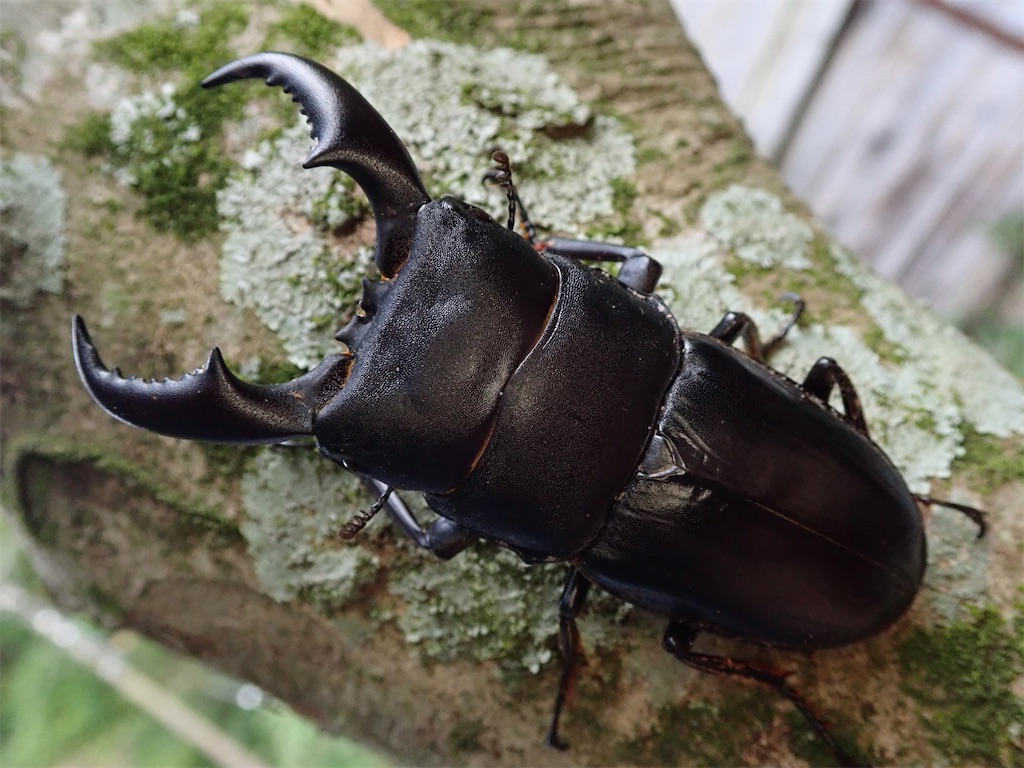 オキナワヒラタクワガタ (沖縄県塩尻郡伊平屋村産）WF1 飼育記録まとめ