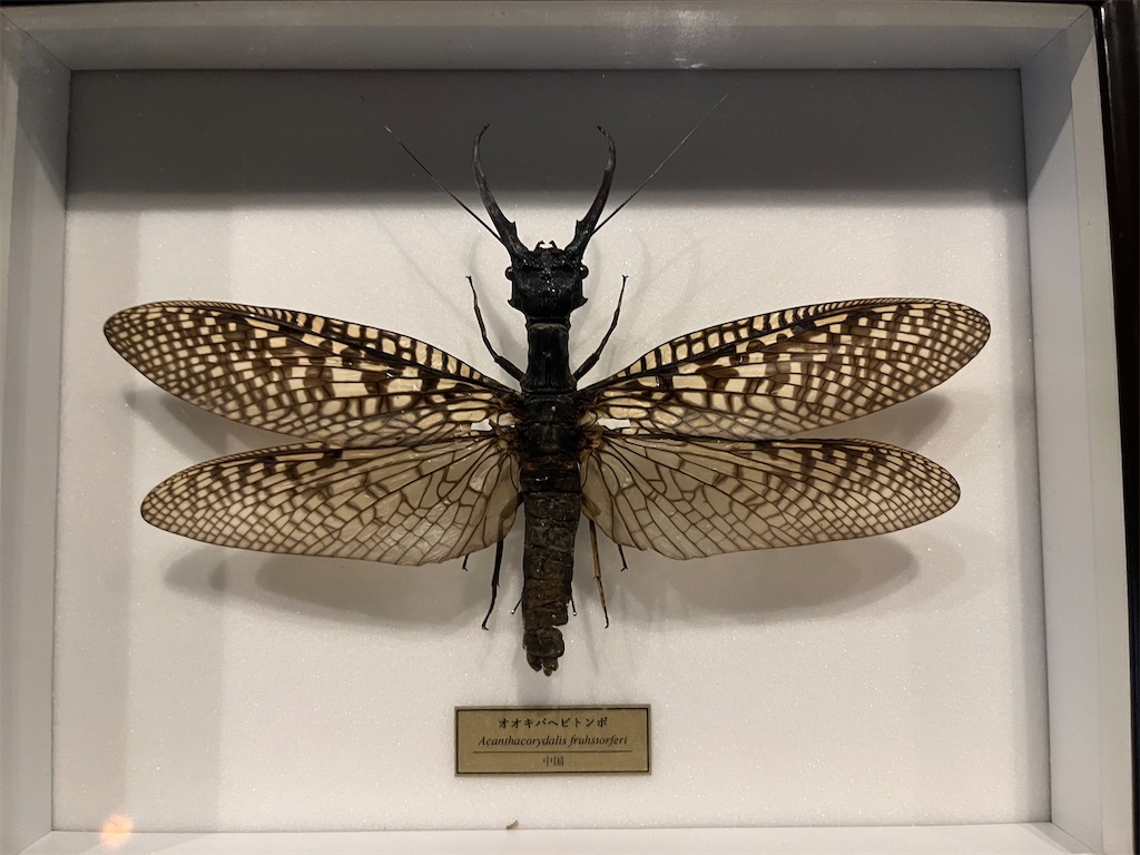 標本 超特大 Acanthacorydalis orientalis (開翔175.0mm)オオキバ