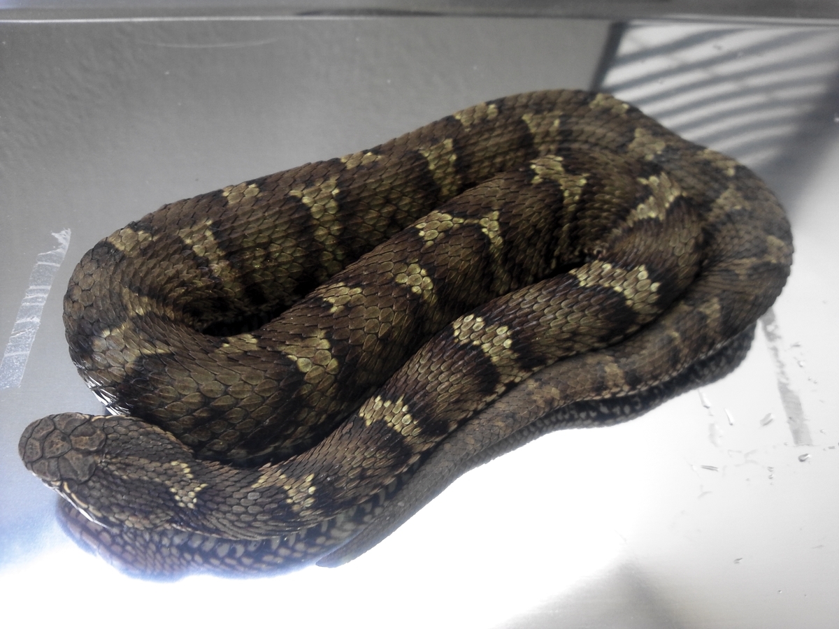 日本マムシの脱け殻 標本 【公式通販】