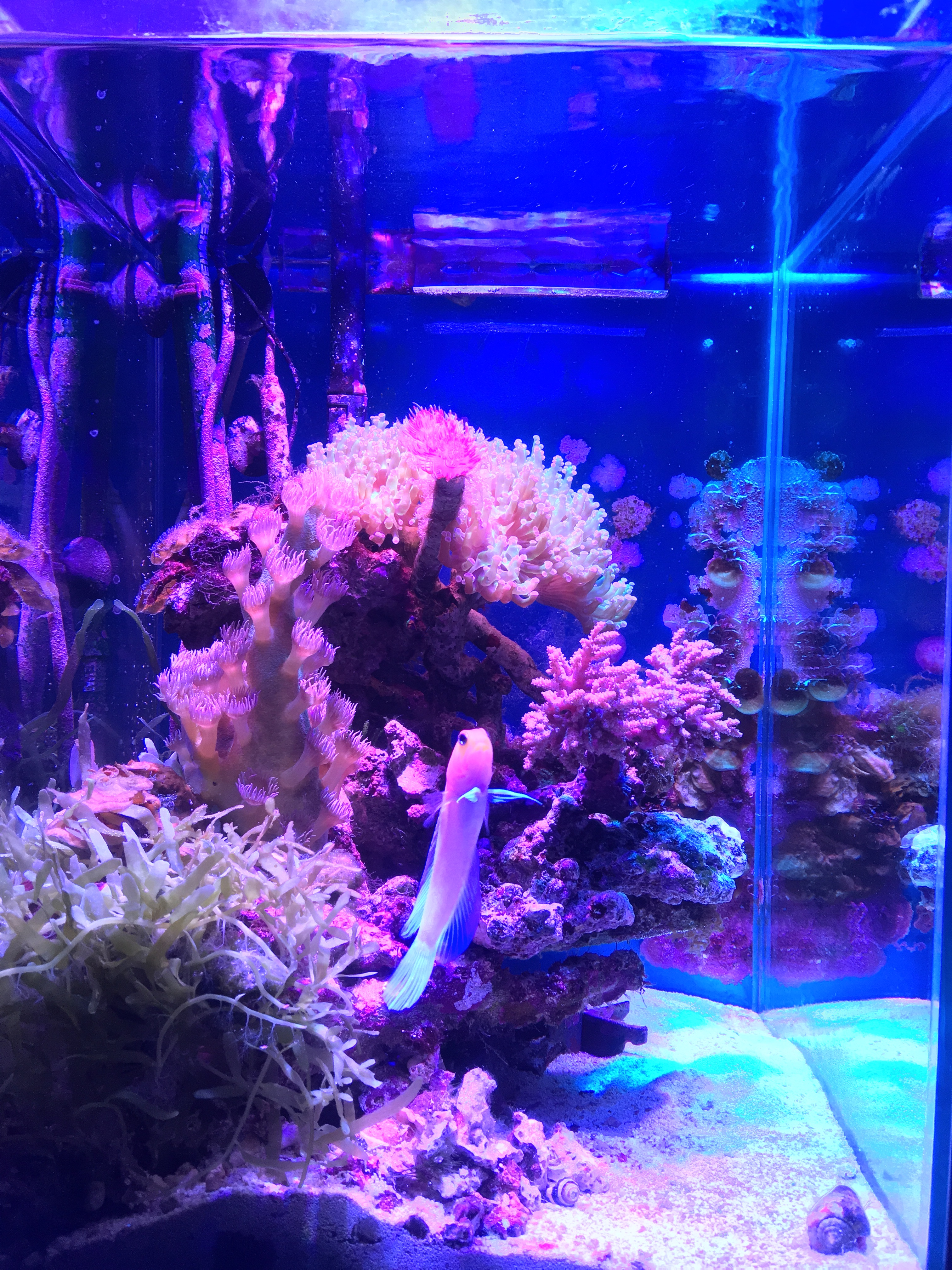 カタトサカのピンクパープルを導入しました！初めてのソフトコーラル