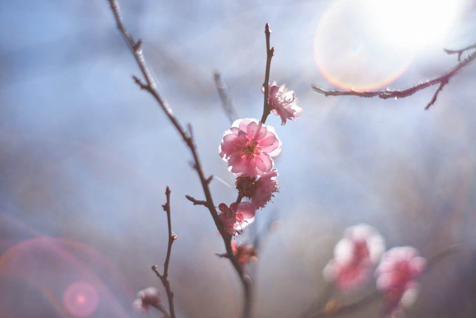 オールドレンズSuper-Takumar 55mm F1.8で撮ってきた。 - どこかの風景