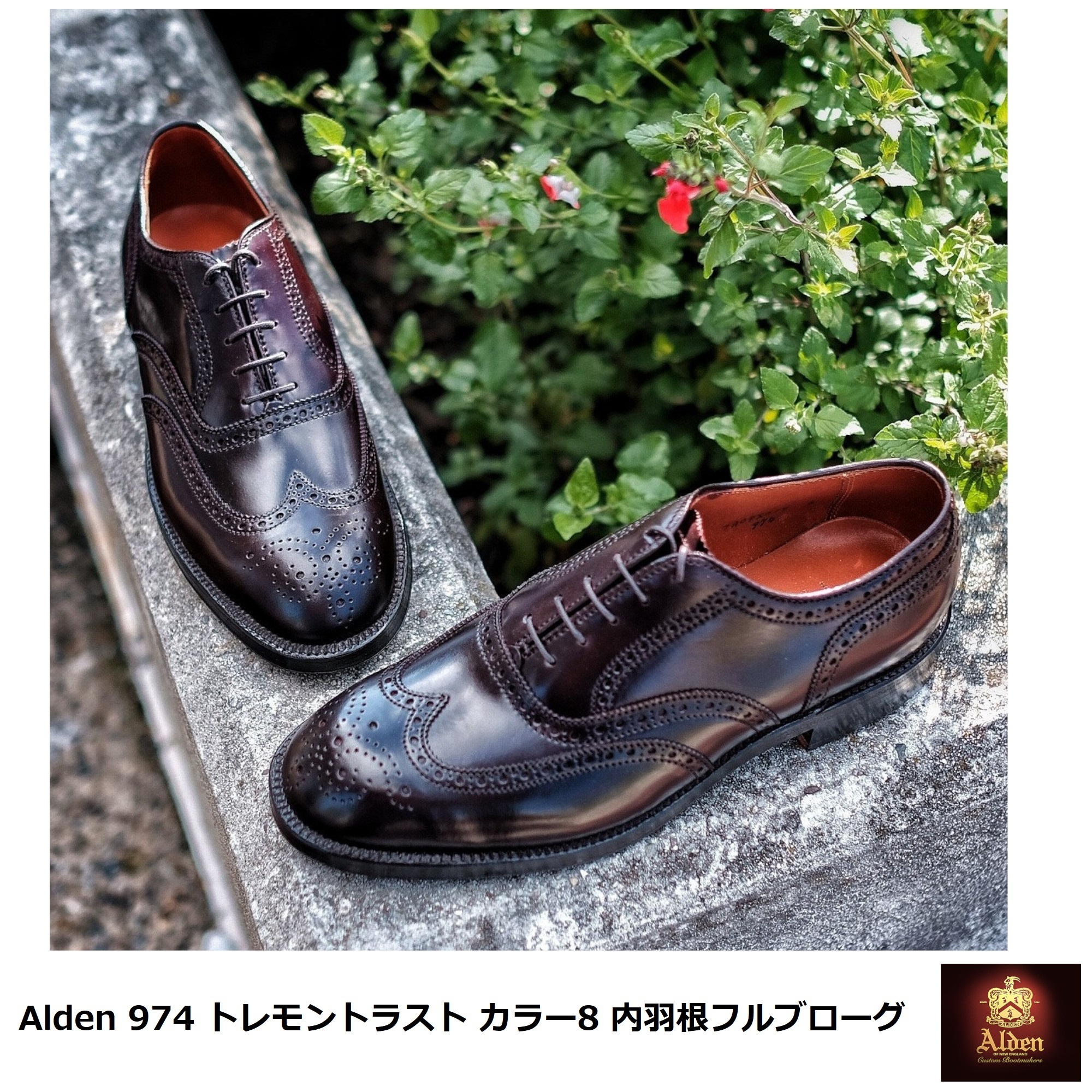 Alden] 974 トレモントラスト Color8 内羽根フルブローグ (ALDEN