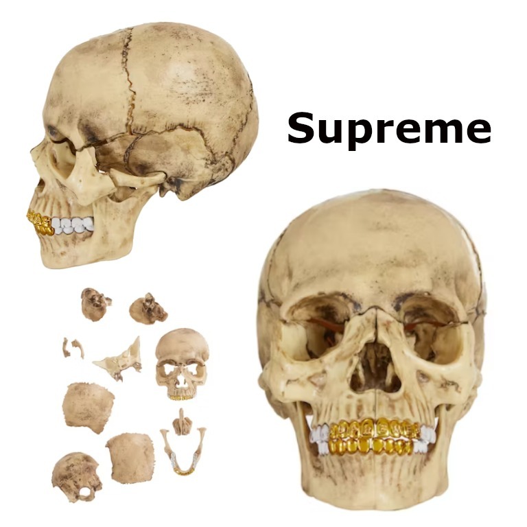 完売レア】Supreme 4D Model Human Skull オブジェ (Supreme/オブジェ
