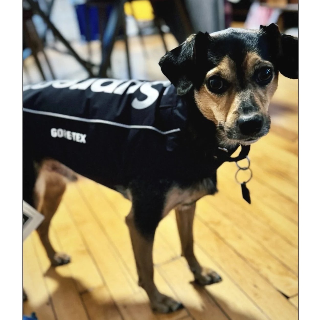 FW24 Supreme GORE-TEX Dog Jacket - ドッグ ジャケット (Supreme