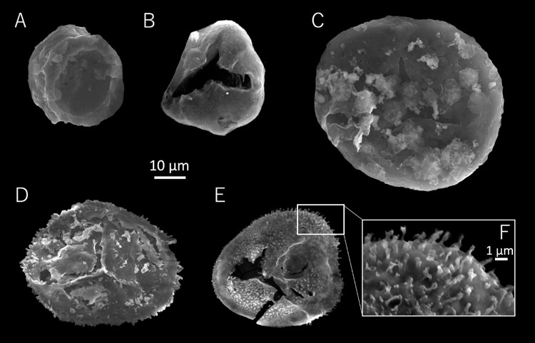 日本最古の植物化石を発見、約4億年前、前期デボン紀のものは初