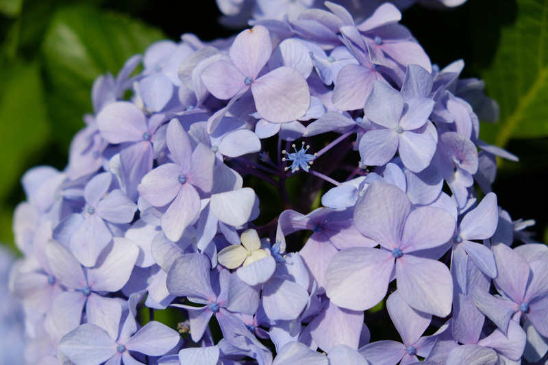 見たことある？梅雨時に咲くラッキードクダミと真の花 （2ページ目