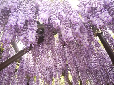 真作/平野富山/藤の花画賛/彩華優静/掛軸/名家伝来AH-550