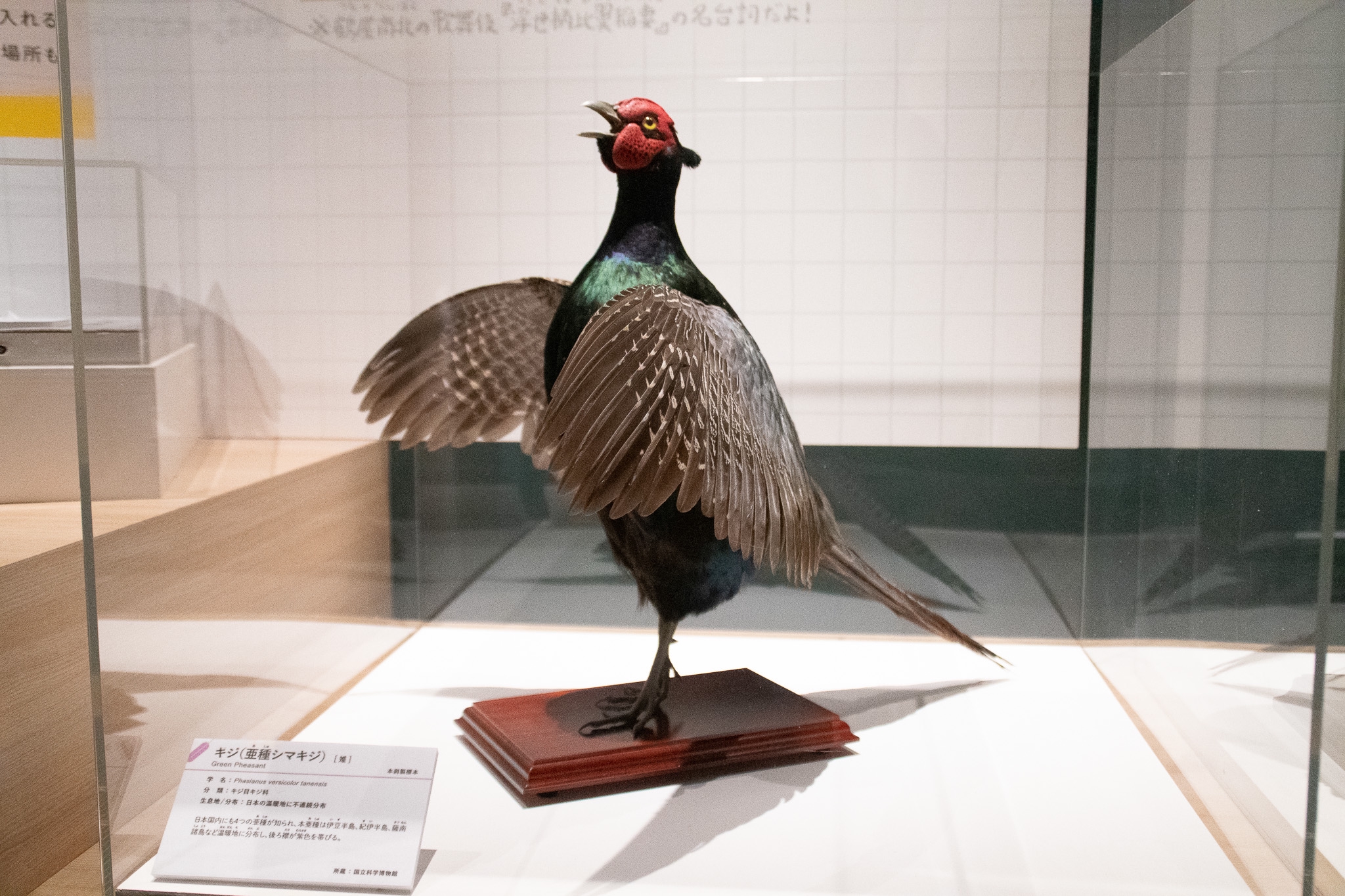 国立科学博物館 特別展『鳥』で剥製をいっぱい見てきたよ！ | 鱗音