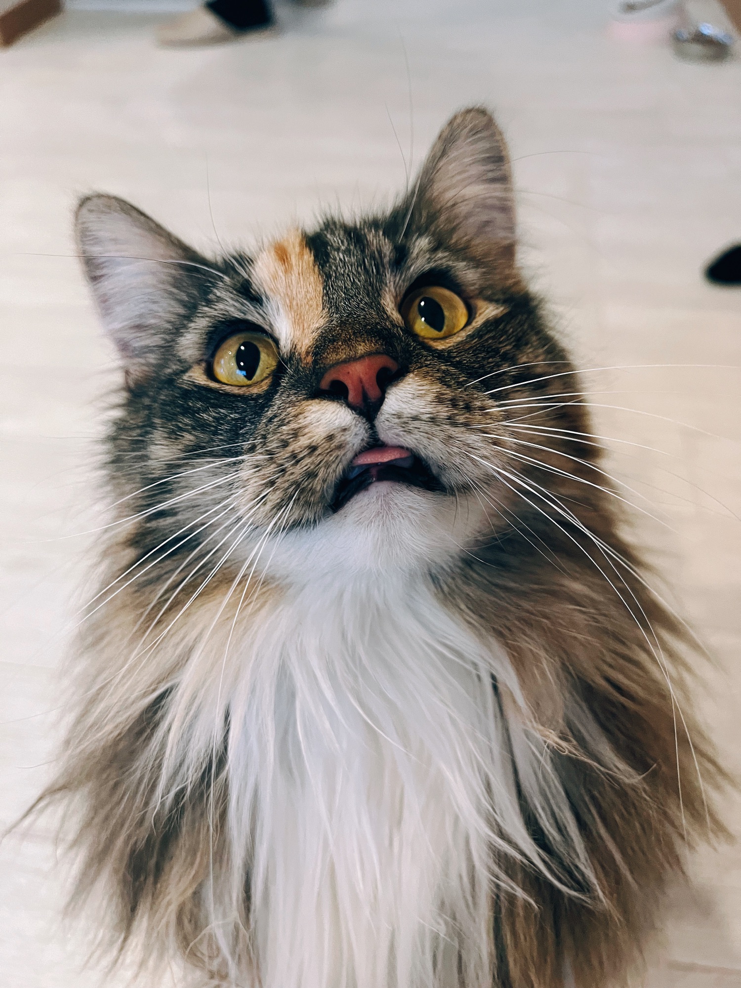 価格改定のお知らせ | Catcafe RagDoll