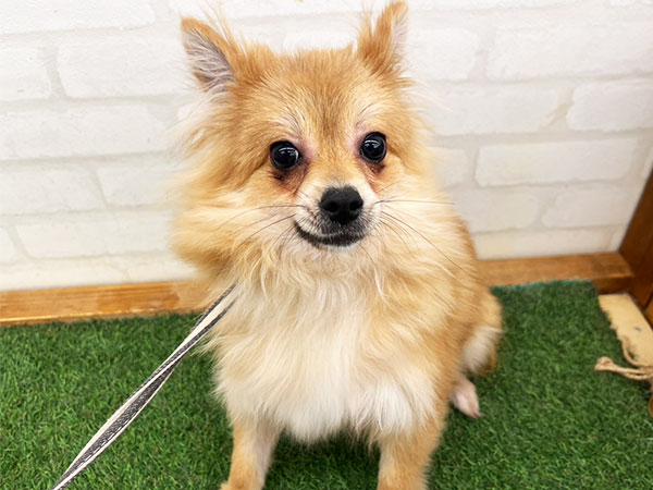 ブルーノくん | ミックス犬の保護犬 | anifare(アニフェア)｜保護犬に