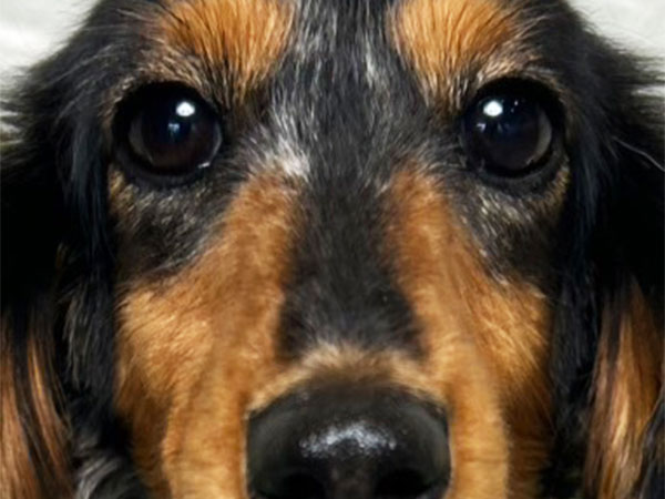 ラヴィちゃん | カニーヘンダックスフンドの保護犬 | anifare