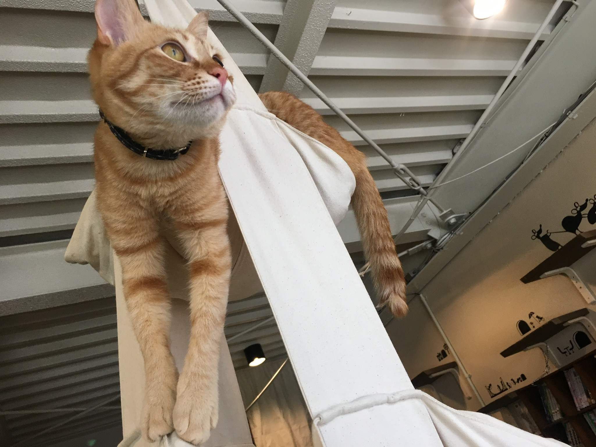 猫の事務所⭐️ ねこちゃるへ ご来店の際にはご確認ください - ねこ