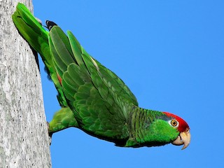 メキシコアカボウシインコ - eBird