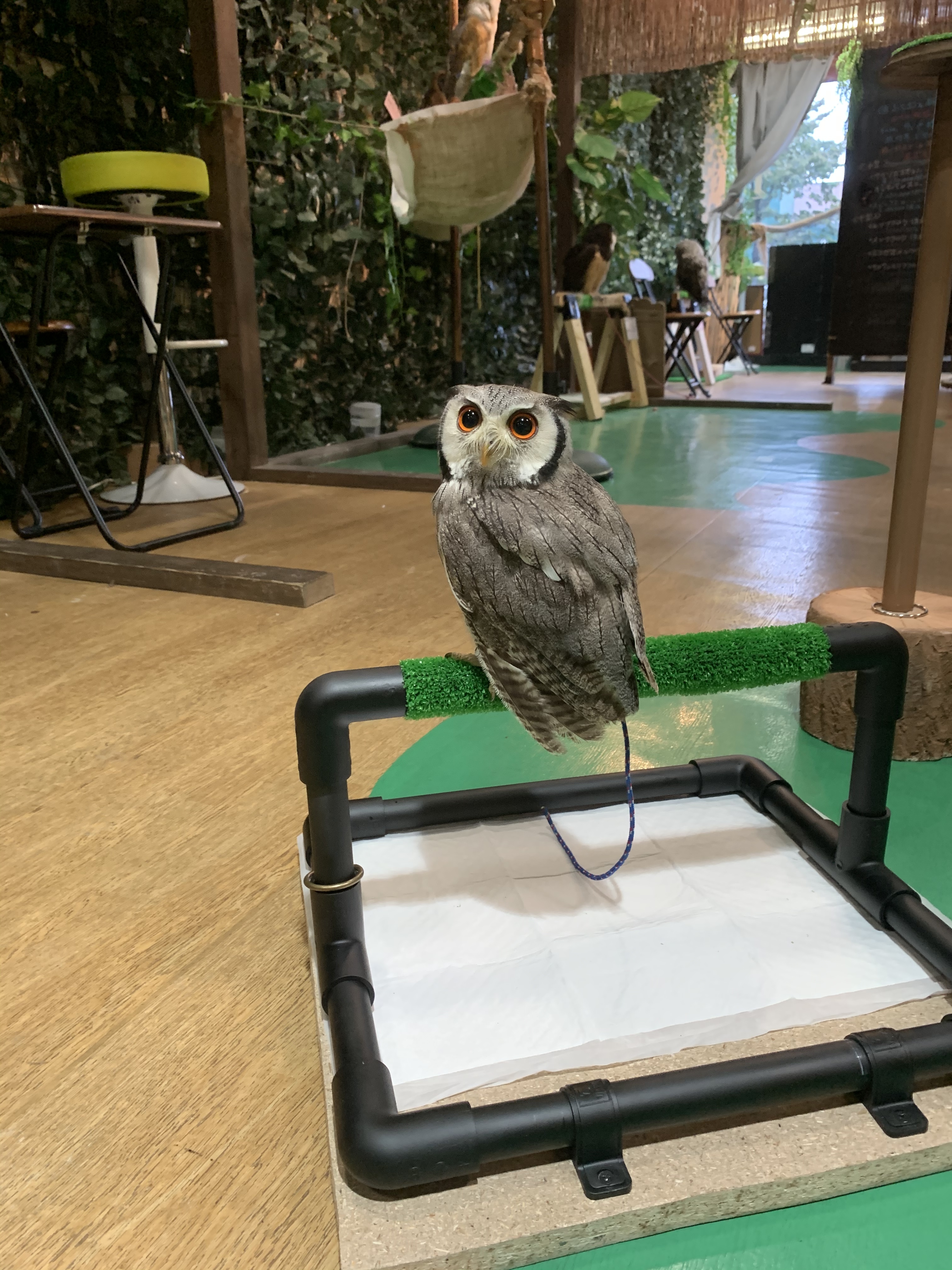 ファルコンブロック フクロウ 止まり木 猛禽類