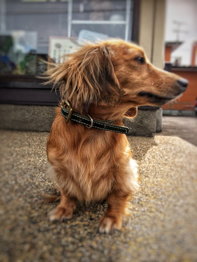 手縫いで仕上げた犬の首輪 | iichi 日々の暮らしを心地よくする