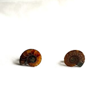 アクセサリー オウムガイの通販 | iichi 日々の暮らしを心地よくする