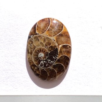 アンモナイトの通販 | iichi 日々の暮らしを心地よくするハンドメイド