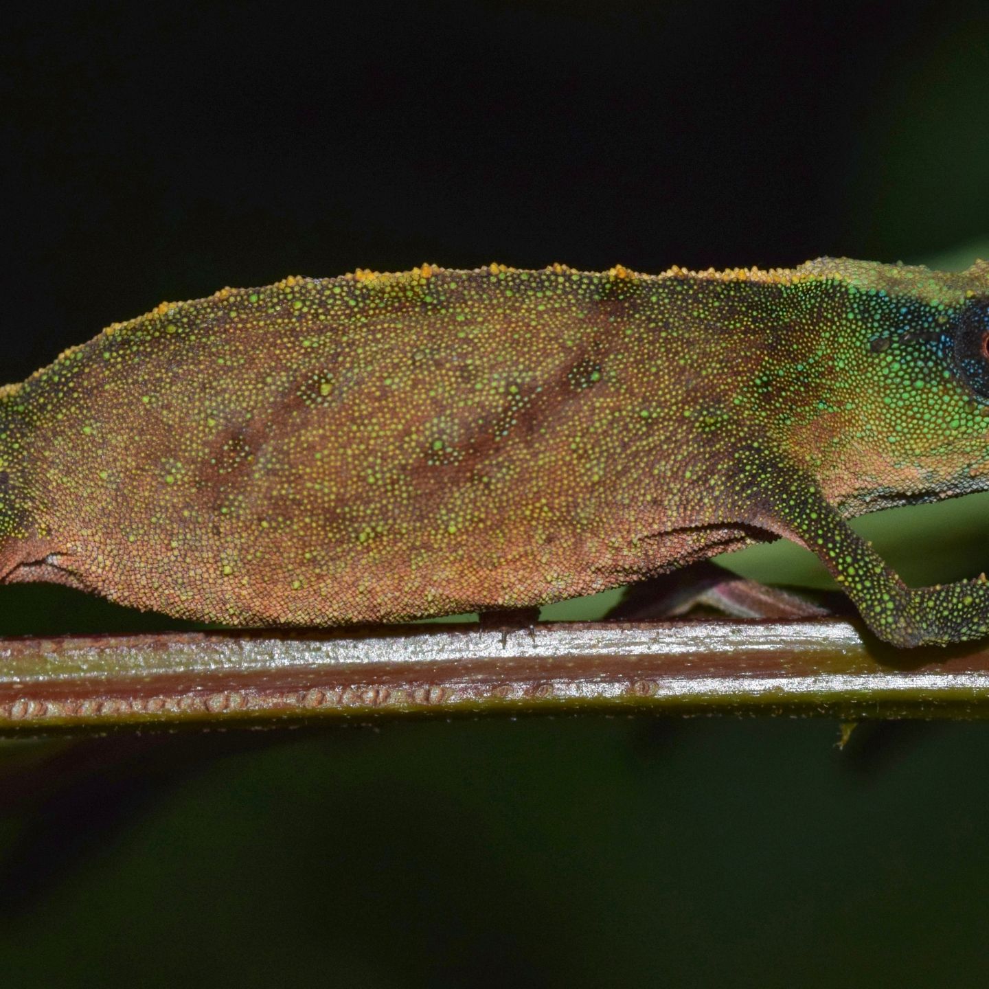 ニッタンプロフ確認 Chameleons of Africa Chameleons of Africa