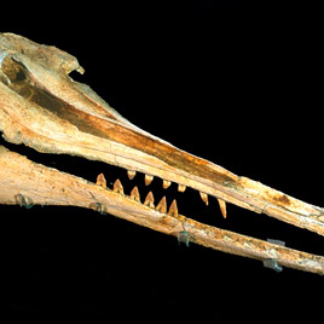 標本 Odontolabis nobuhikoi rare 24mm 標本 Odontolabis nobuhikoi