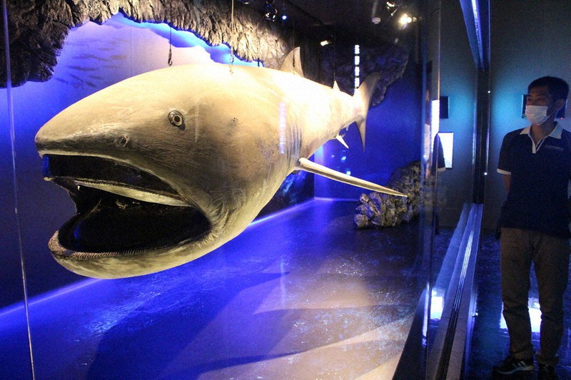 サメ鮫標本剥製頭部