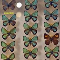 信州のファーブル」が追った美しきチョウ 圧巻146種 長野・松本で特別