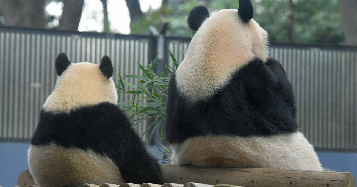 ジャイアントパンダカンカン(康康) パネル写真 ジャイアントパンダ