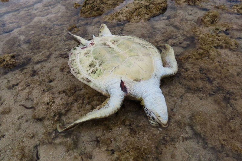 ウミガメ瀕死、30匹超 首に刺された痕 沖縄・久米島 | 毎日新聞