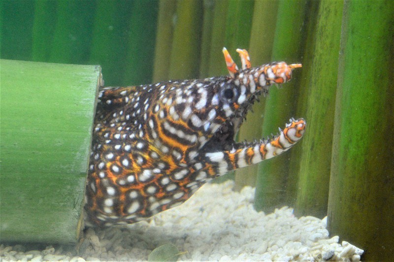 ウツボ、サメ、トラギス… 「トラ」の柄、借る魚たち 新年のごあいさつ