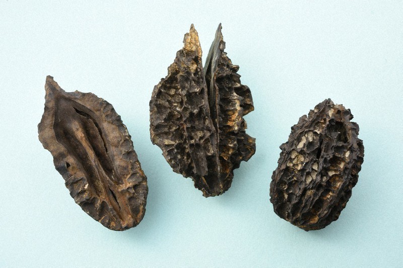 宮沢賢治バタグルミ化石土付き水中保管