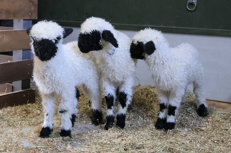 世界一かわいい羊」赤ちゃん誕生、21日から公開 滋賀の観光庭園 | 毎日新聞