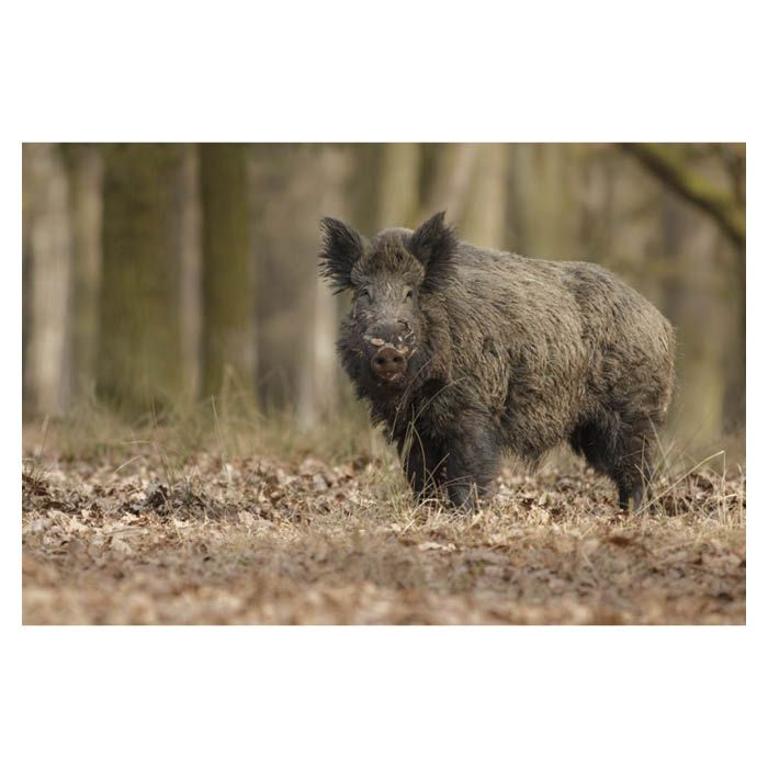 ネクストアグリ 見張り番カメラ 防犯くん BK-1の通販｜その他防獣用品