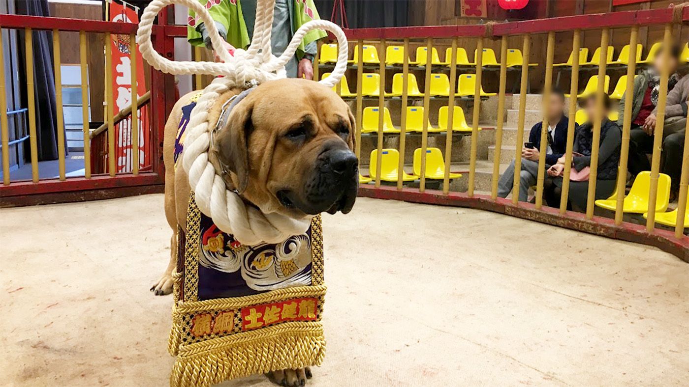 伝統の土佐闘犬の今 土佐犬の文化と命をつなぐ挑戦 - ペトラ