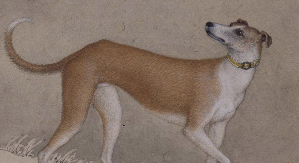 粉彩 十駿犬圖 大清乾隆年製 款 十客 中国古玩 中国美術 旧家蔵出 A823